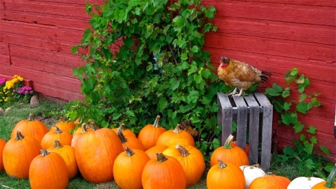 pumpkins and chicken - Fennville Michigan