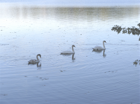 three swans in the water