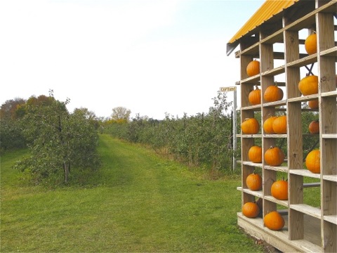 Crane's Orchards in fall with pumpkins