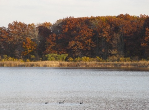 Wade's Bayou in fall with ducks in foreground - Douglas, MI