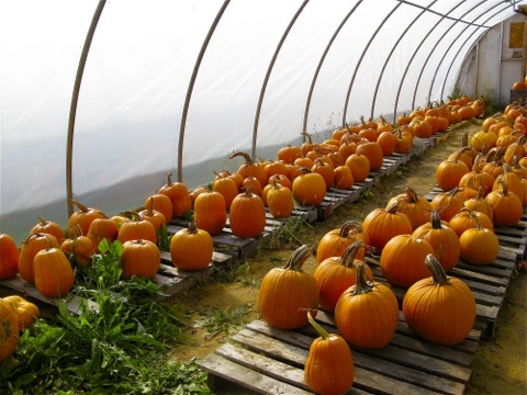 Pumpkins on pallets in a greenhouse