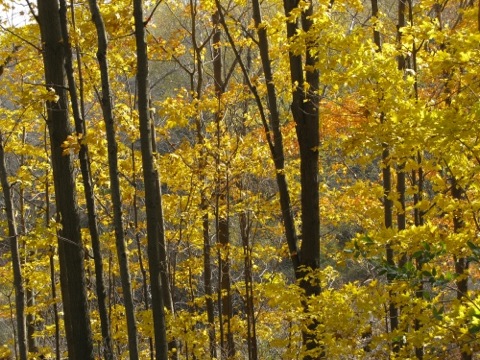 Yellow autumn leaves on trees in Douglas, MI