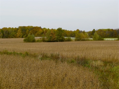 brown field of grasses in the fall