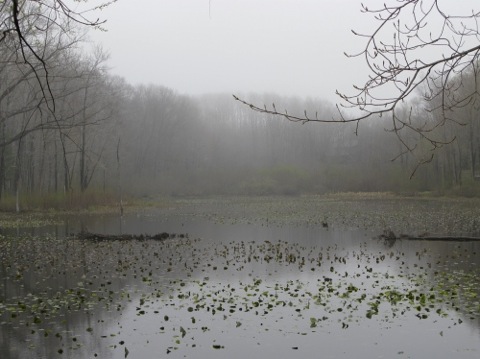 Fog and bare trees over the pond at Peterson Preserve - Saugatuck, MI