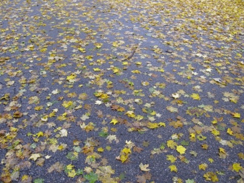 Autumn leaves on wet pavement