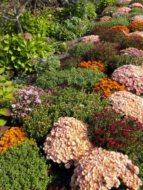 October mums in a garden