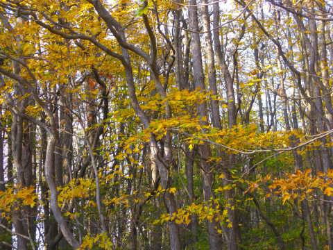 Fall tree colors along Allegan Road in Saugatuck, Michigan