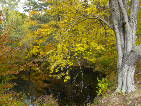 trees in fall colors near a small pond near Saugatuck, Michigan