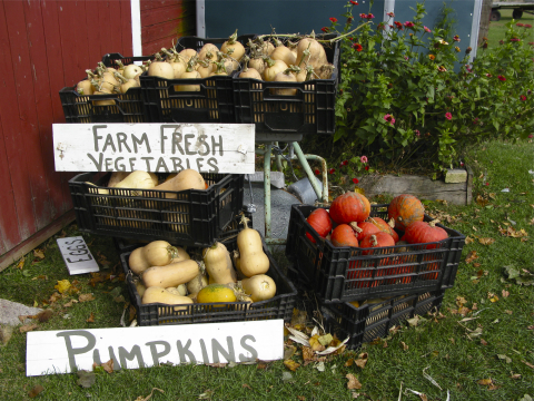 pumpkins and squash at Khnemu Studios farm in Fennville, Michigan