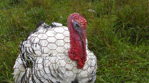 Turkey in Fennville, Michigan