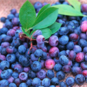 Ripe blueberries in a pile