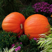 Pumpkins in a flower garden