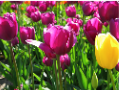 Purple and yellow tulips - Holland, Michigan